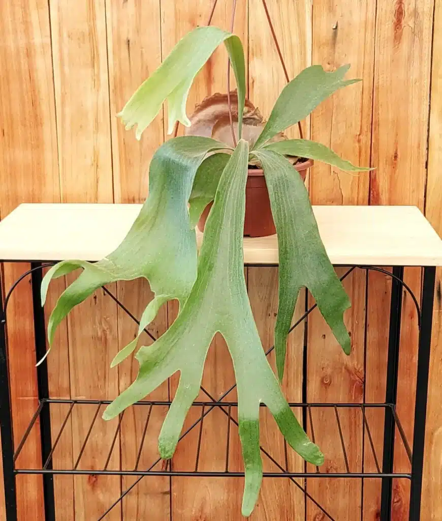 As 10 melhores plantas de baixa manutenção para apartamento 9 eee