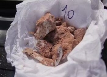 Descoberta impressionante: Fósseis de dinossauros preservados são encontrados no Brasil 8 Descoberta impressionante: Fósseis de dinossauros preservados são encontrados no Brasil