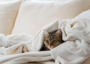 Frio prejudica a saúde respiratória de cães e gatos: Veja como proteger os pets 13 Frio prejudica a saúde respiratória de cães e gatos: Veja como proteger os pets