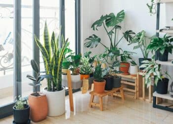 As 10 melhores plantas de baixa manutenção para apartamento