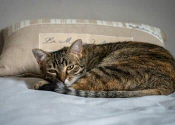 Proteja seu pet no inverno: Dicas essenciais para evitar doenças 9 Proteja seu pet no inverno: Dicas essenciais para evitar doenças