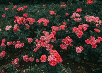 10 flores fáceis de cuidar para plantar no jardim de casa 12 12 flores fáceis de cuidar para plantar no jardim de casa