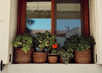 Plantas repelentes de mosquitos que você precisa ter em casa 2 Plantas repelentes de mosquitos que você precisa ter em casa