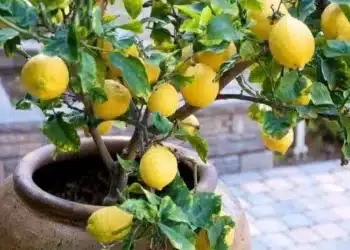 Essas plantas frutíferas são perfeitas para vasos em casa 5 Essas plantas frutíferas são perfeitas para vasos em casa