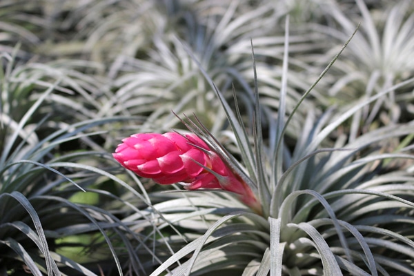As 10 melhores plantas de baixa manutenção para apartamento 10 vvvvvvv