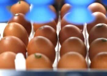 Tecnologia que pode transformar a produção de ovos no Brasil: sexagem in-ovo entra em cena