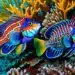 Peixes ornamentais: curiosidades fascinantes sobre o universo dos aquários domésticos