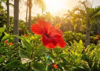 GUIA ESSENCIAL: Cuidados Especiais com Suas Plantas para Florescer na Primavera