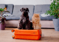 Viagem Pet Friendly: 5 Dicas Essenciais para Viajar com Seu Pet na Alta Temporada