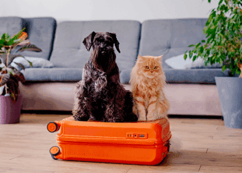 Viagem Pet Friendly: 5 Dicas Essenciais para Viajar com Seu Pet na Alta Temporada 9 Viagem Pet Friendly: 5 Dicas Essenciais para Viajar com Seu Pet na Alta Temporada