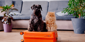 Viagem Pet Friendly: 5 Dicas Essenciais para Viajar com Seu Pet na Alta Temporada