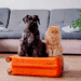 Viagem Pet Friendly: 5 Dicas Essenciais para Viajar com Seu Pet na Alta Temporada